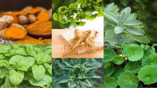 7 Tanaman Herbal yang Bisa Dijadikan Minuman Sehat