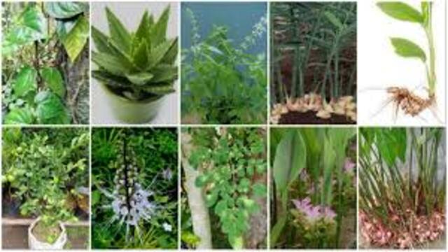 10 Tanaman Herbal Terbaik untuk Menjaga Kesehatan
